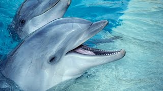 Documental de delfines.