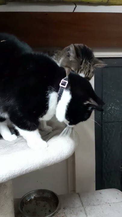Cats Did I Disturb You cats catslife sleepycat 80smusic cats-did-i-disturb-you-cats-catslife-sleepycat-80smusic
