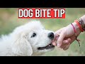 5 Simple Tricks to Instantly Improve Your Dog Handling Skills TODAY