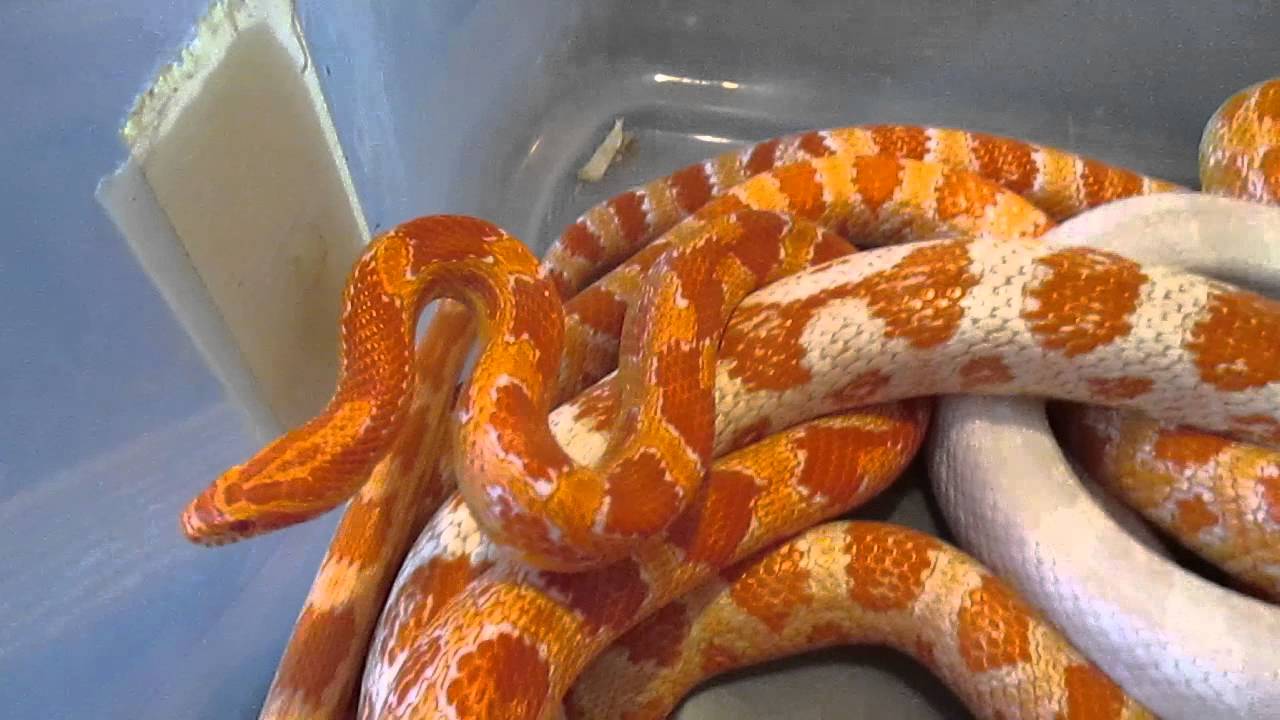 corn snake morphs Easy Does It !! (Video Request)