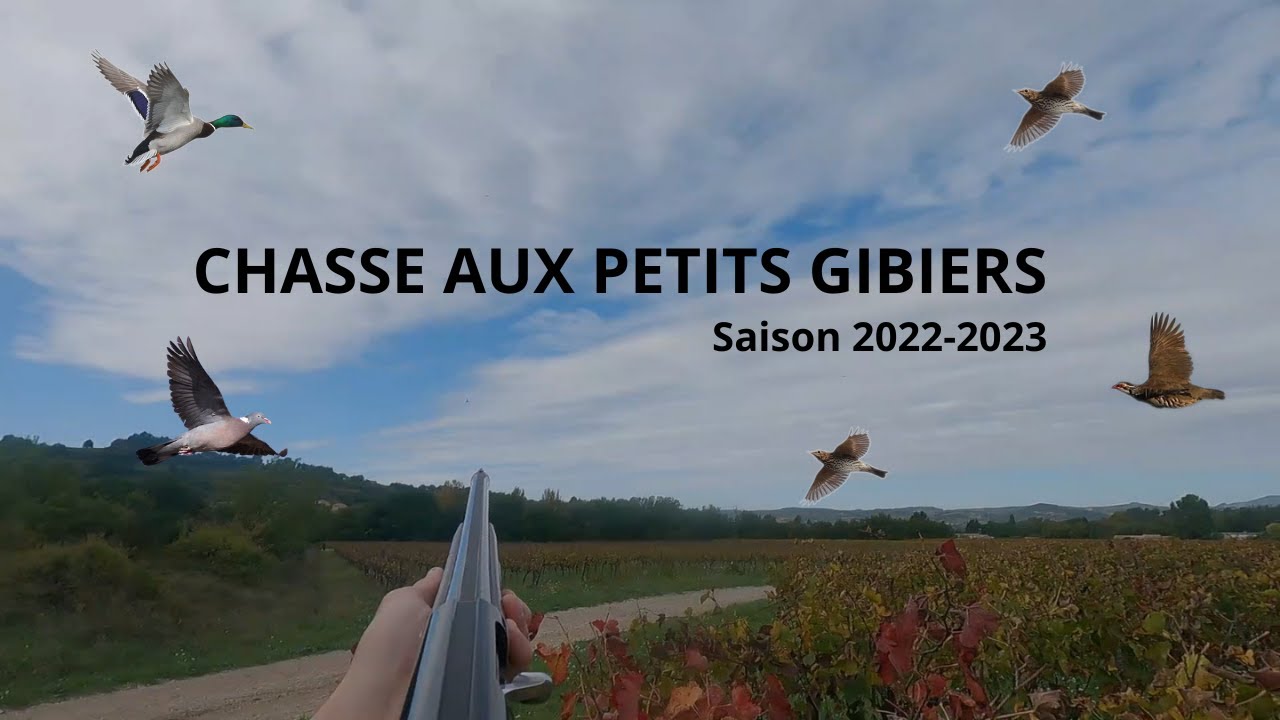chasse-aux-petits-gibier-saison-2022-2023-youtube