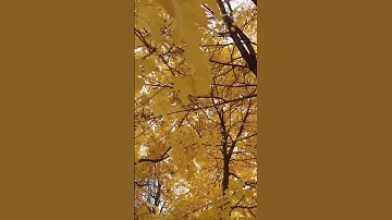 سوره [ الزلزله ]   #اكسبلور   #المصحف #راحة_نفسية