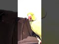 بيبي ميتو يقول السلام عليكم