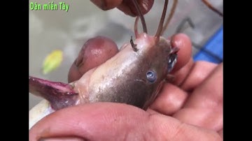 Về miền Tây giăng câu bắt cá ngát trên sông khiến vạn người mê - Dân miền Tây