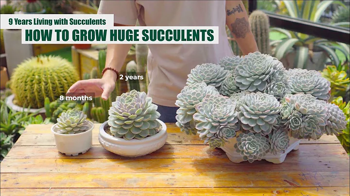 HOW TO GROW HUGE SUCCULENTS - From Beginner to Master | 9 Years Living with Succulents - DayDayNews