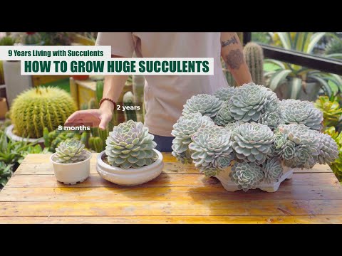 Video: Echeveria-sukkulentplanter – Lær om argentinsk Echeveria-plantepleie