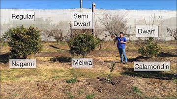 How to grow Kumquat Trees & Which is best?