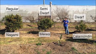 How To Grow Kumquat Trees Which Is Best?