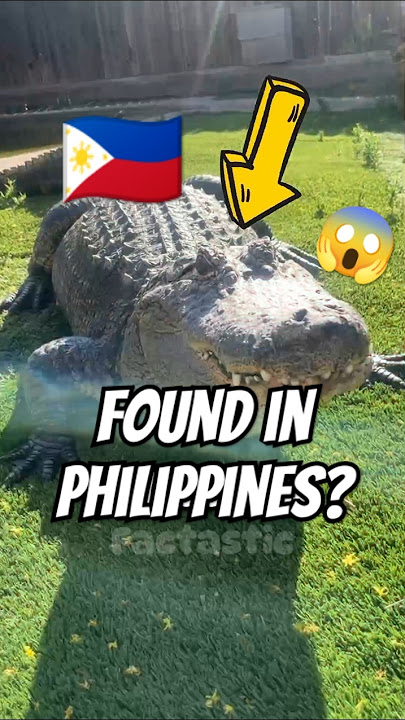 World BIGGEST CROCODILE Ever!🐊😱