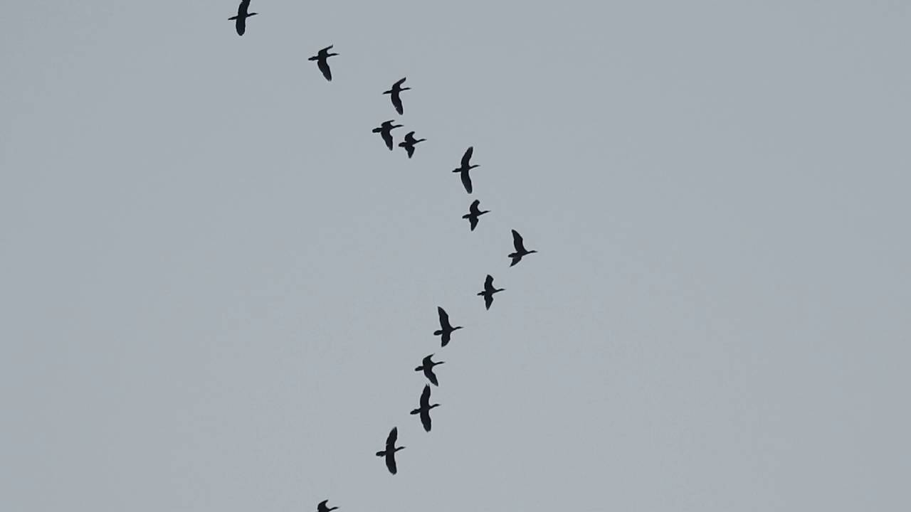 Herd Of Birds Flying In Sky Beautiful Youtube