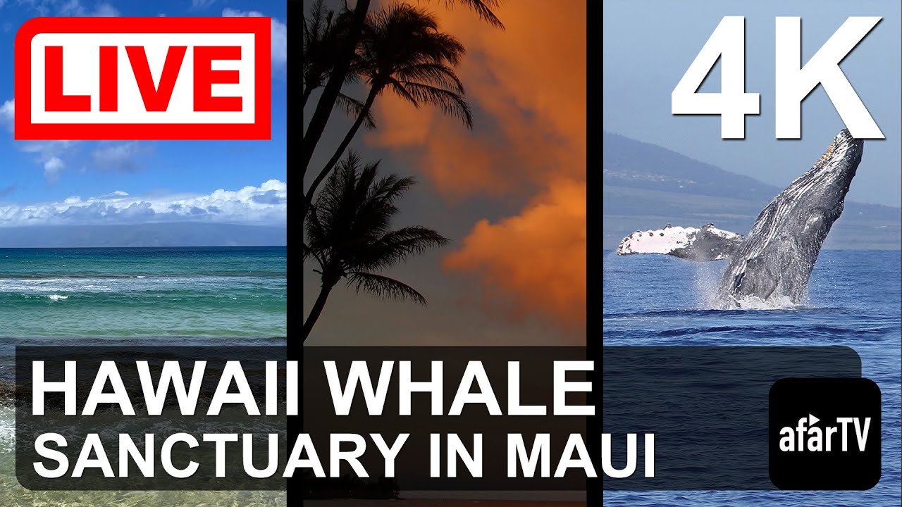 🔴 Live Now: 24/7 Hawaii Humpback Whale Marine Sanctuary in Maui, Hawaii in 4K Ultra HD