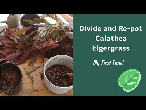 Divide and Re-pot Calathea Elgergrass - My First Time!