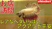 実況 何回来ても品揃えにビックリさせられるパウパウアクアガーデン新宿店ｗ Youtube