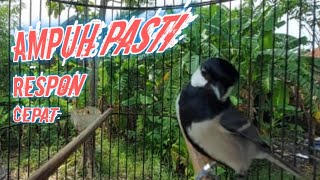 SUARA BURUNG GLATIK BATU PALING RENYAH