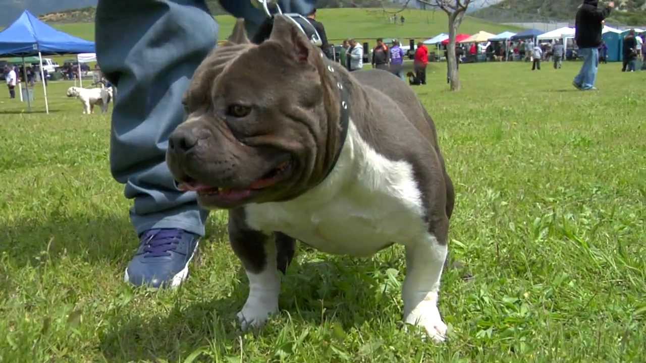 smallest american bully