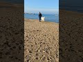 Termoli Beach in the Winter Time. A beautiful walk with our Italian Maremma.