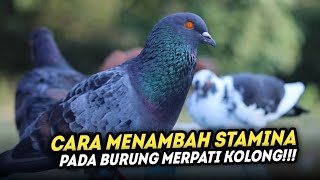 CARA MENAMBAH STAMINA PADA BURUNG MERPATI KOLONG‼️