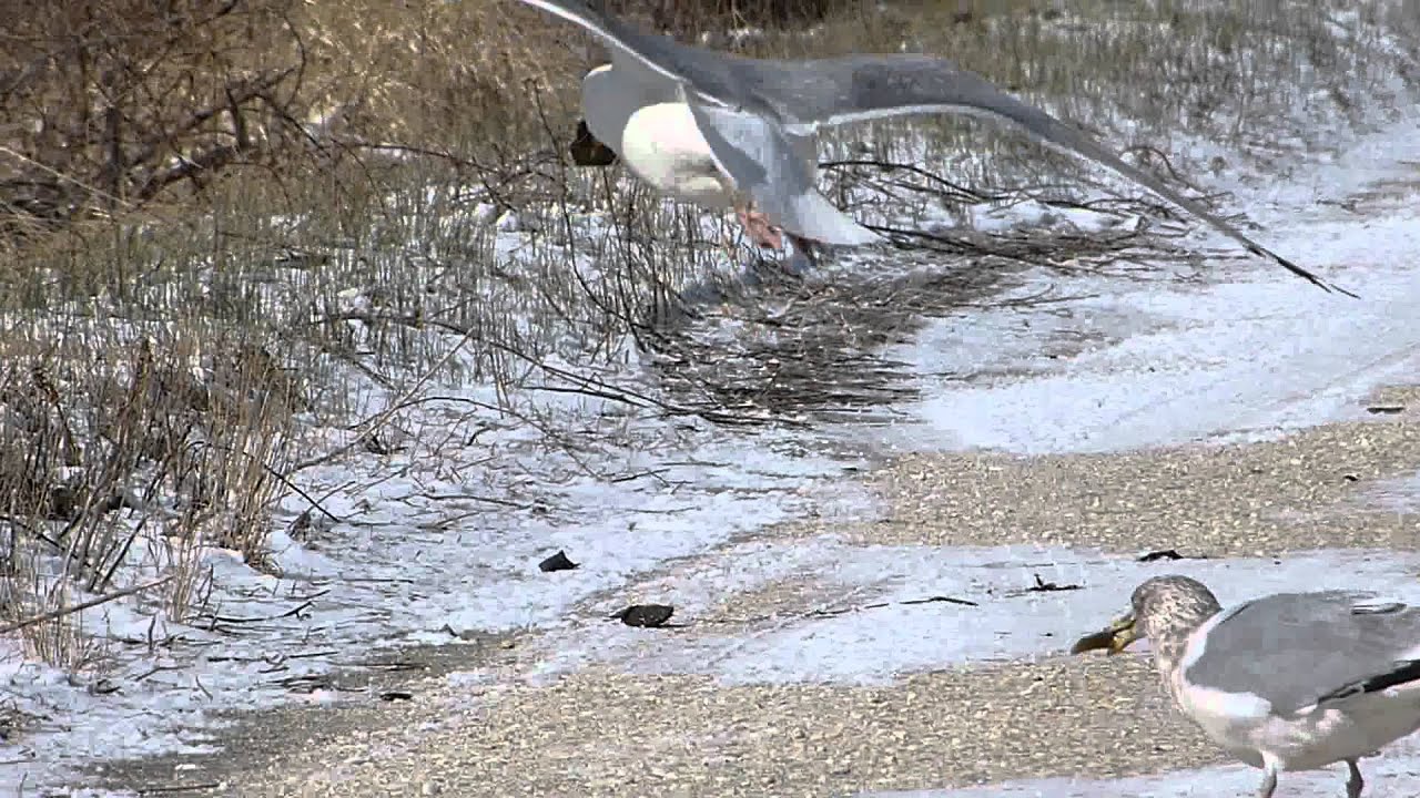 Gull Dropping, then Eating A Mussel Forsythe National Wildlife Refuge