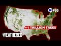 Understanding the Trillion Tree Campaign
