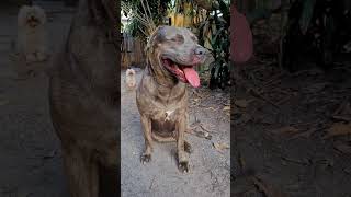 Have you heard of the German Shepherd Pitbull mix? #pitbullmix #americanbully #pitbull #dog