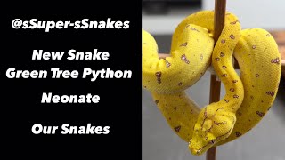 Green Tree Python Neonate