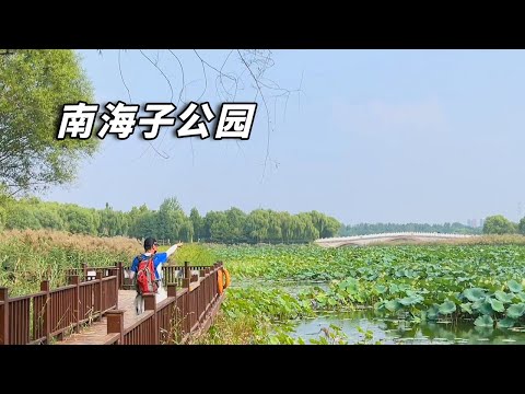 北京玩乐攻略～南海子公园，比颐和园大几倍，孔雀、麋鹿遍地走！【行走世界的北京老刘】