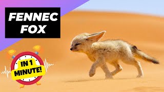 Fennec Fox - In 1 Minute! 🦊 One Of The Cutest And Most Exotic Animals In The Wild screenshot 2