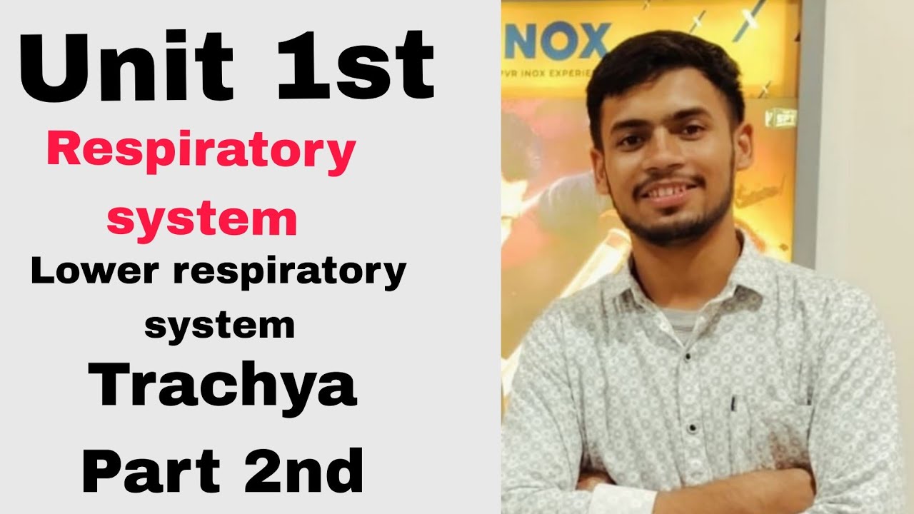 Lower respiratory system Tracya part 2nd - YouTube