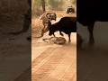 Today the tiger died Moshe Singh #Shorts #khude travels