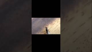 Mosca Se Saca La Cabeza