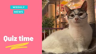 Quiz time | Weekly Mews | Kitty Cafe UK - Cat Rescue and Cat Cafe
