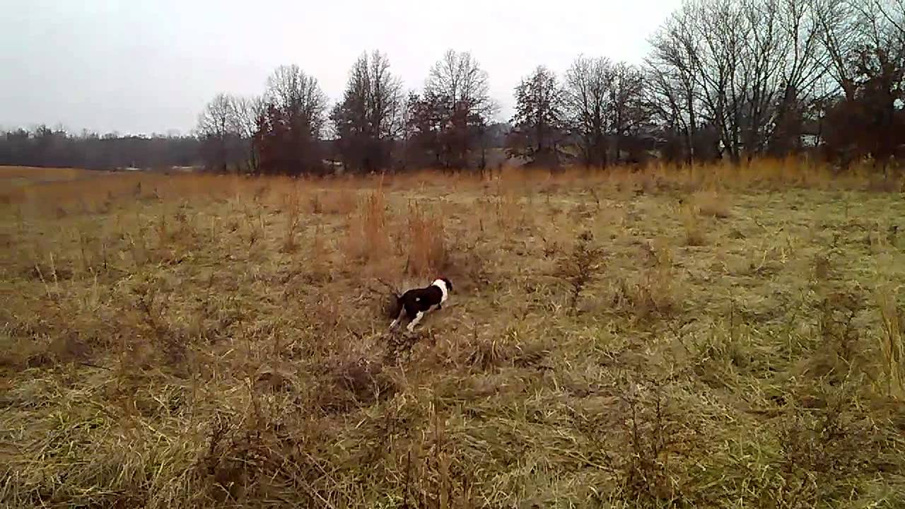 Brittany hunting quail 