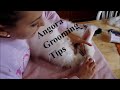 How to cut angora matted wool. How to sharpen scissors for clipping. How to trim toenails.