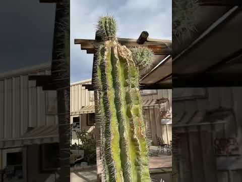 Video: Jätte Saguaro-kaktus: foto, tillväxtmiljö, intressanta fakta