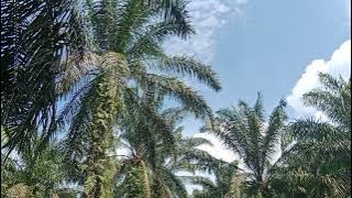 Lagu Tarling Cirebonan sedih bikin nangis