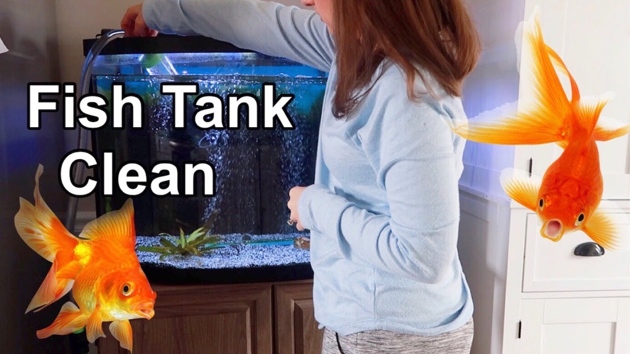 Cleaning My Goldfish Tank 