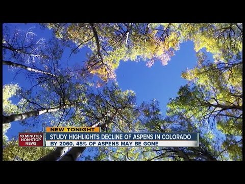 Video: Hvad dræber aspetræerne i Colorado?