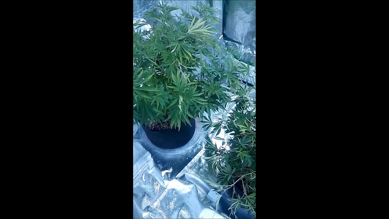 Supercropping cannabis