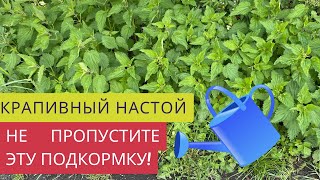 СДЕЛАТЬ КРАПИВНЫЙ НАСТОЙ-ЛЕГКО И ПРОСТО!🌿🪣ЭТО САМАЯ ВАЖНАЯ ОРГАНИЧЕСКАЯ ПОДКОРМКА ДЛЯ РАССАДЫ!🔥