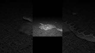 🐍 Terrifying! Kittens Sleep Peacefully as a Snake Passes By 😱 | AI Scene