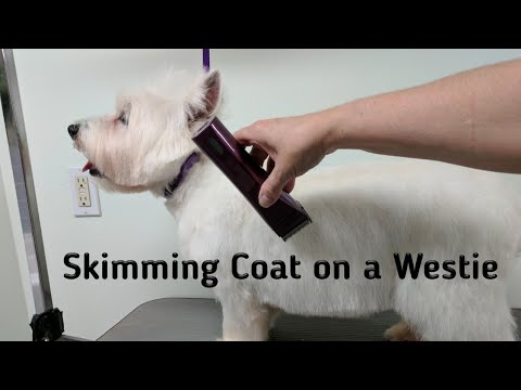 best dog grooming clippers for westies