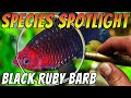Black ruby barbpurplehead barb  pethia nigrofasciata   aquarium fish species spotlight