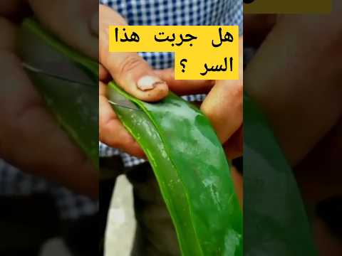 تحضير هرمون تجذير طبيعي لزراعة العقل