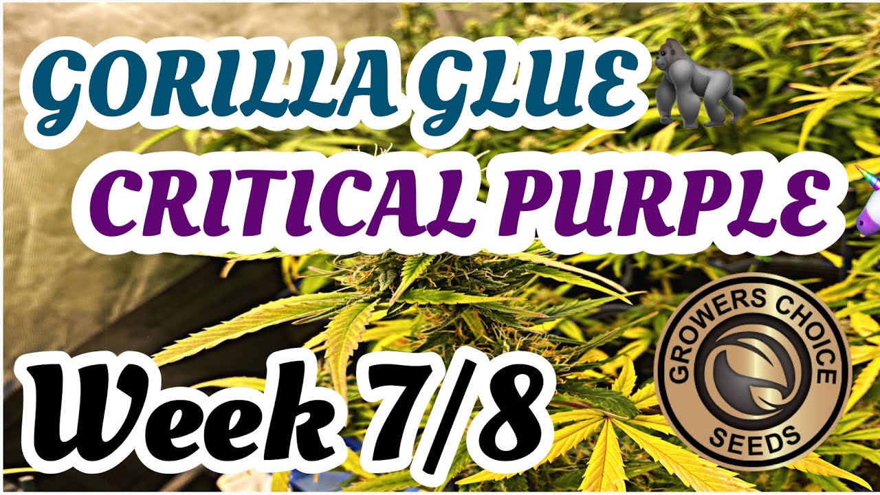 Critical Purple And Gorilla Glue Autos From GSC Day 56 From Seed