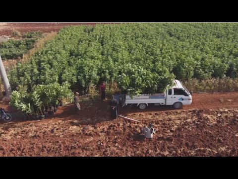 مشروع لإنتاج شجيرات التين في إدلب بهدف تعويض النقص الحاصل