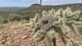 Driving Around Arizona & New Mexico: Road Trip Guide