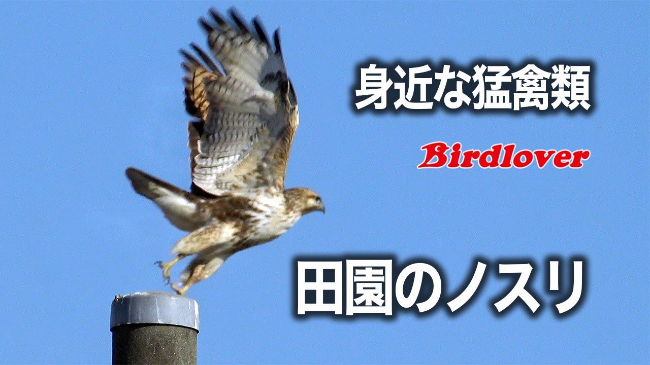 野鳥動画フィールドノート ノスリカテゴリのエントリ