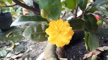 Vẻ đẹp của hoa mai Cúc VIP (Tri kỷ) giữ chân người chơi | Nét Việt #208