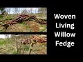 Weaving a living willow fedge