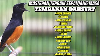 Download Lagu MASTERAN TERBAIK MURAI BATU DI PAGI HARI FULL TEMBAKAN MEWAH TERBAIK SEPANJANG MASA MP3